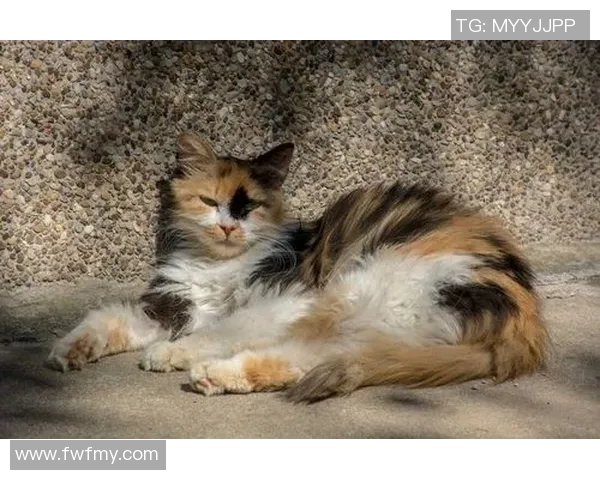 圣塔菲与河床的巅峰对决谁将赢得这场激烈的足球盛宴